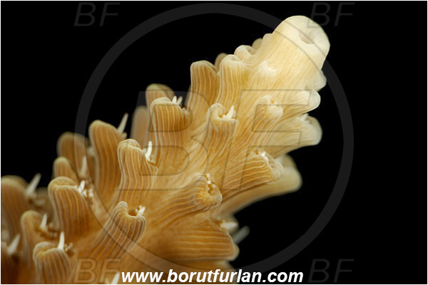 Pantar, Alor, Indonesia, Acropora sp., Acropora, Acroporidae, Hard Coral, Coral, Anthozoa, Cnidaria, Cnidarian, Abstract