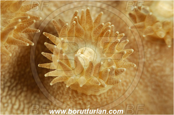 Pantar, Alor, Indonesia, Leptoseris sp., Leptoseris, Agariciidae, Coral, Anthozoa, Cnidaria, Cnidarian, Abstract