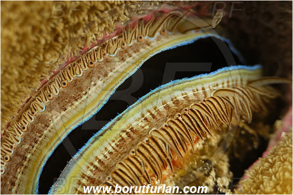 Pantar, Alor, Indonesia, Pedum spondyloideum, Pedum, Pectinidae, Bivalve Scallop, Bivalvia, Mollusca, Mollusc, Shell, Abstract