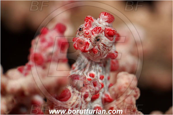 Pantar, Alor, Indonesia, Hippocampus bargibanti, Hippocampus, Syngnathidae, Bargibanti Pygmy Seahorse, Pygmy seahorse, Seahorse, Fish, Portrait