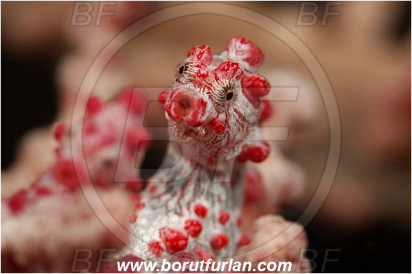 Pantar, Alor, Indonesia, Hippocampus bargibanti, Hippocampus, Syngnathidae, Bargibanti Pygmy Seahorse, Pygmy seahorse, Seahorse, Fish, Portrait