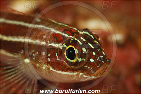 Pantar, Alor, Indonesia, Helcogramma striata, Helcogramma, Tripterygiidae, Striped Triplefin, Triplefin, Fish, Portrait
