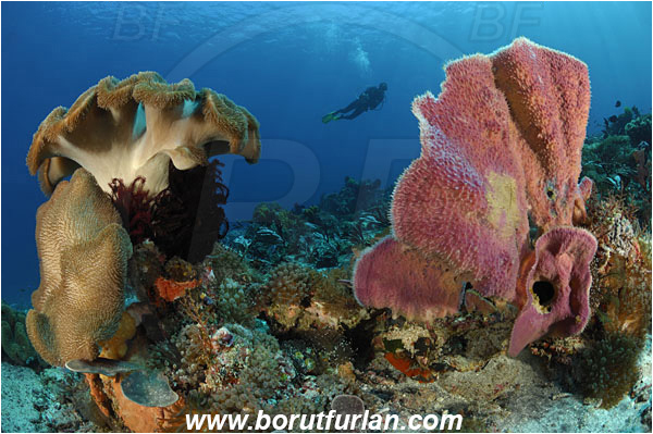 Pura, Alor, Indonesia, Callyspongia sp., Callyspongia, Callyspongiidae, Porifera, Vase Sponge, Sponge, Sarcophyton sp., Sarcophyton, Alcyoniidae, Anthozoa, Cnidaria, Cnidarian, Mushroom Leather Coral, Leather Coral, Coral, Reef, Diver