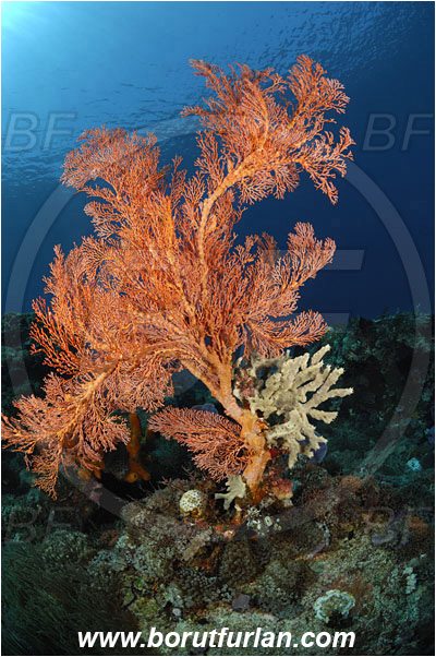 Pura, Alor, Indonesia, Melithaea sp., Melithaea, Melithaeidae, Sea fan, Coral, Anthozoa, Cnidaria, Cnidarian, Reef