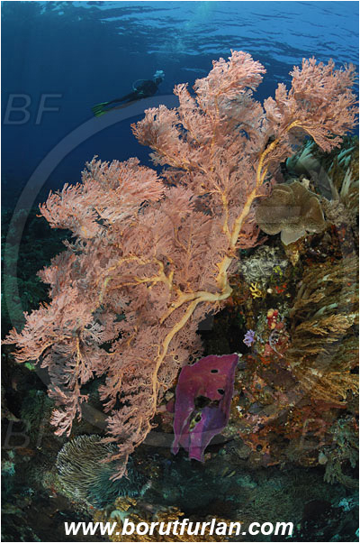 Pura, Alor, Indonesia, Melithaea sp., Melithaea, Melithaeidae, Sea fan, Coral, Anthozoa, Cnidaria, Cnidarian, Reef, Diver