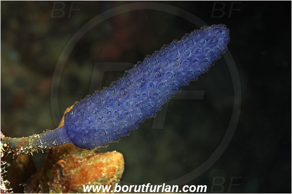 Pantar, Alor, Indonesia, Nephtheis fascicularis, Nephtheis, Clavelinidae, Blue Sea Squirt Colony, Lollipop Tunicate, Tunicata, Tunicate, Sea squirt