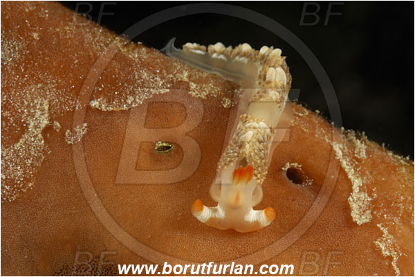 Pantar, Alor, Indonesia, Moridilla brockii, Moridilla, Facelinidae, Brock