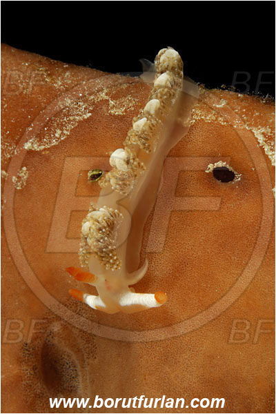 Pantar, Alor, Indonesia, Moridilla brockii, Moridilla, Facelinidae, Brock