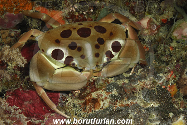 Pantar, Alor, Indonesia, Carpilius maculatus, Carpilius, Carpiliidae, Decapoda, Spotted Reef Crab, Seven-eleven Crab, Crab, Crustacea, Crustacean
