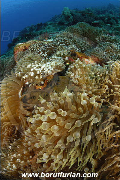 Pura, Alor, Indonesia, Entacmaea quadricolor, Entacmaea, Actiniidae, Bulb-tentacle Sea Anemone, Anemone, Anthozoa, Cnidaria, Cnidarian, Reef