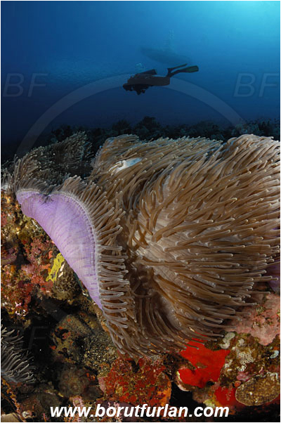 Pura, Alor, Indonesia, Heteractis magnifica, Heteractis, Stichodactylidae, Magnificent Sea Anemone, Anemone, Anthozoa, Cnidaria, Cnidarian, Reef, Diver