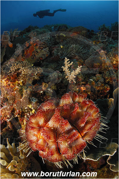 Pura, Alor, Indonesia, Asthenosoma varium, Asthenosoma, Echinothuriidae, Fire Sea Urchin, Sea Urchin, Echinoidea, Echinodermata, Echinoderm, Reef, Diver