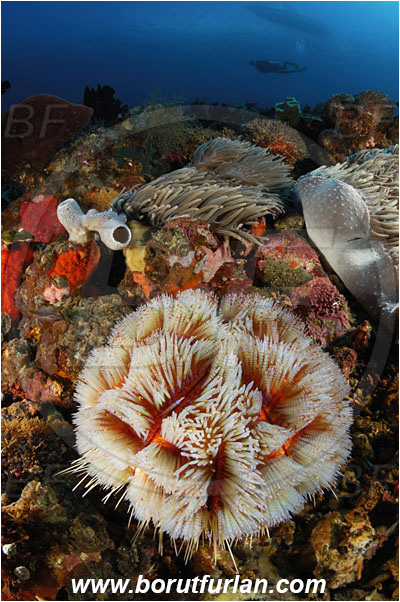 Pura, Alor, Indonesia, Asthenosoma varium, Asthenosoma, Echinothuriidae, Fire Sea Urchin, Sea Urchin, Echinoidea, Echinodermata, Echinoderm, Reef, Diver