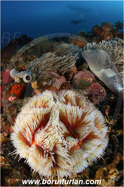 Pura, Alor, Indonesia, Asthenosoma varium, Asthenosoma, Echinothuriidae, Fire Sea Urchin, Sea Urchin, Echinoidea, Echinodermata, Echinoderm, Reef, Diver