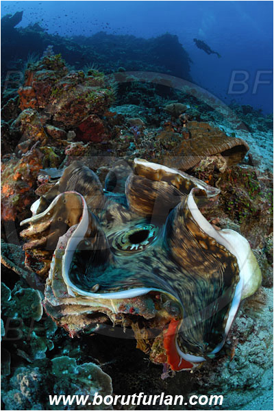 Pura, Alor, Indonesia, Tridacna gigas, Tridacna, Cardiidae, Bivalvia, Mollusca, Mollusc, Giant clam, Shell, Reef, Diver