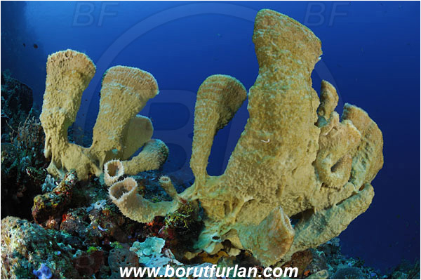 Pura, Alor, Indonesia, Callyspongia sp., Callyspongia, Callyspongiidae, Porifera, Vase Sponge, Sponge, Reef