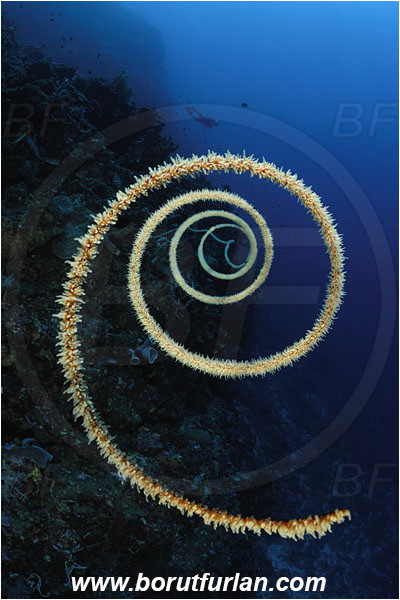 Pura, Alor, Indonesia, Cirripathes spiralis, Cirripathes, Antipathidae, Spiral wire coral, Wire coral, Cnidarian, Cnidaria, Reef, Diver