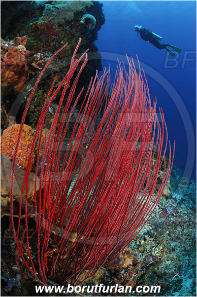 Pura, Alor, Indonesia, Ellisella sp., Ellisella, Ellisellidae, Anthozoa, Cnidaria, Cnidarian, Sea whip, Whip coral, Coral, Reef, Diver