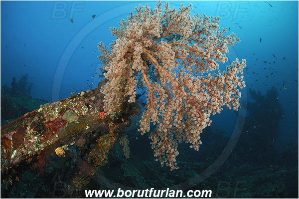 Tulamben, Bali, Indonesia, Liberty wreck, Siphonogorgia sp., Siphonogorgia, Nidaliidae, Sea fan, Coral, Cnidaria, Cnidarian, Reef