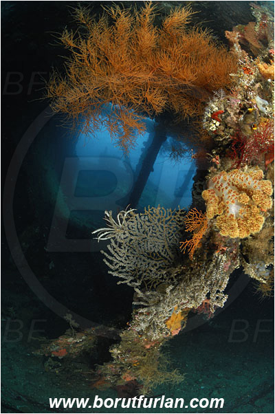 Tulamben, Bali, Indonesia, Liberty wreck, Antipathes sp., Antipathes, Antipathidae, Anthozoa, Cnidaria, Cnidarian, Black coral, Coral, Reef