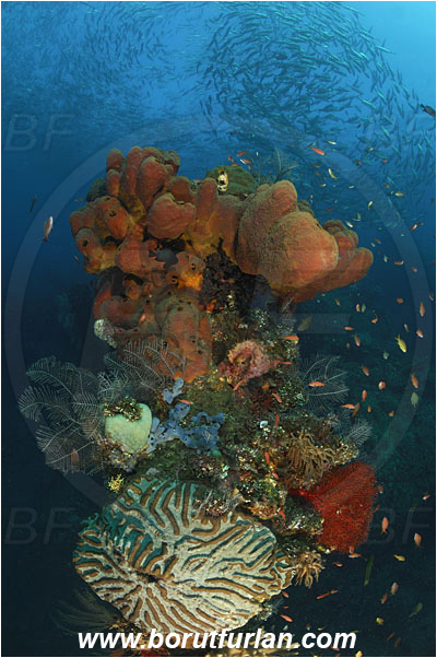 Tulamben, Bali, Indonesia, Liberty wreck, Paragoniastrea australensis, Paragoniastrea, Merulinidae, Anthozoa, Cnidaria, Cnidarian, Hard coral, Coral, Caranx sexfasciatus, Caranx, Carangidae, Bigeye trevally, Trevally, Fish, Fish school, Reef