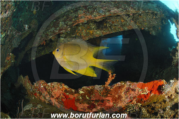 Tulamben, Bali, Indonesia, Liberty wreck, Amblyglyphidodon aureus, Amblyglyphidodon, Pomacentridae, Golden damselfish, Damselfish, Fish, Reef