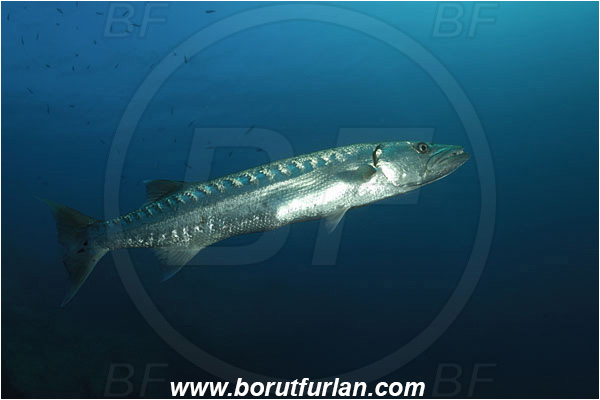 Tulamben, Bali, Indonesia, Sphyraena barracuda, Sphyraena, Sphyraenidae, Great barracuda, Barracuda, Fish