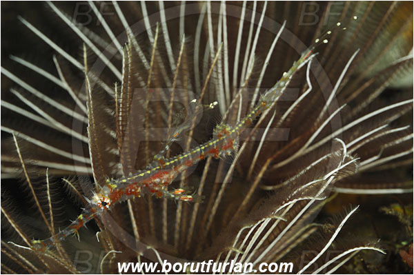 Tulamben, Bali, Indonesia, Solenostomus paradoxus, Solenostomus, Solenostomidae, Harlequin Ghost Pipefish, Ornate Ghost Pipefish, Fish, Juvenile