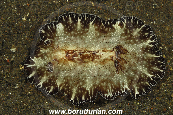 Tulamben, Bali, Indonesia, Discodoris boholiensis, Discodoris, Discodorididae, Bohol Nudibranch, Nudibranch, Sea slug, Gastropoda, Mollusca, Mollusc