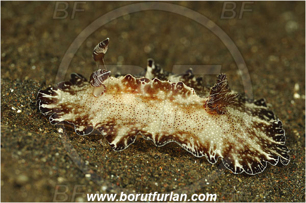 Tulamben, Bali, Indonesia, Discodoris boholiensis, Discodoris, Discodorididae, Bohol Nudibranch, Nudibranch, Sea slug, Gastropoda, Mollusca, Mollusc