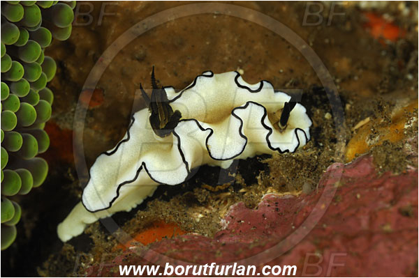 Tulamben, Bali, Indonesia, Doriprismatica atromarginata, Doriprismatica, Chromodorididae, Cheesecake Nudibranch, Dark Margin Nudibranch, Nudibranch, Sea slug, Gastropoda, Mollusca, Mollusc