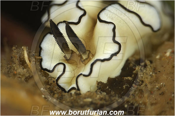 Tulamben, Bali, Indonesia, Doriprismatica atromarginata, Doriprismatica, Chromodorididae, Cheesecake Nudibranch, Dark Margin Nudibranch, Nudibranch, Sea slug, Gastropoda, Mollusca, Mollusc, Portrait