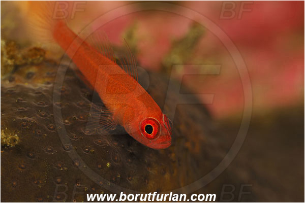 Tulamben, Bali, Indonesia, Trimma benjamini, Trimma, Gobiidae, Ringeye pygmy goby, Pygmy goby, Dwarfgoby, Goby, Fish