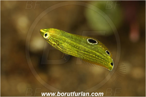 Tulamben, Bali, Indonesia, Halichoeres chrysus, Halichoeres, Labridae, Yellow Wrasse, Canary Wrasse, Wrasse, Fish