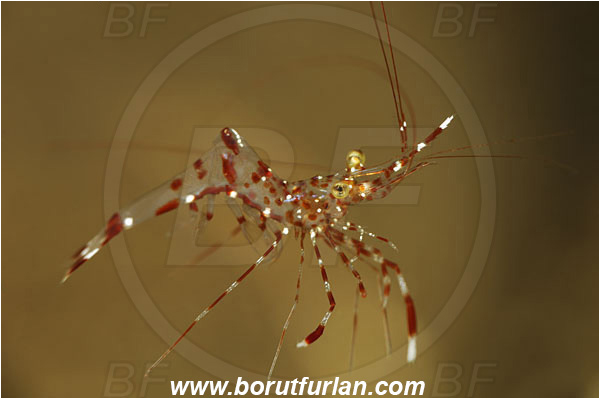 Tulamben, Bali, Indonesia, Urocaridella antonbruunii, Urocaridella, Palaemonidae, Decapoda, Cleaner Shrimp, Shrimp, Crustacea, Crustacean