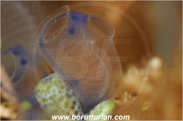 Tulamben, Bali, Indonesia, Indonesia, Clavelina moluccensis, Clavelina, Clavelinidae, Bluebell Tunicate, Colony of Tunicates, Ascidiacea, Tunicata, Tunicate, Sea squirt