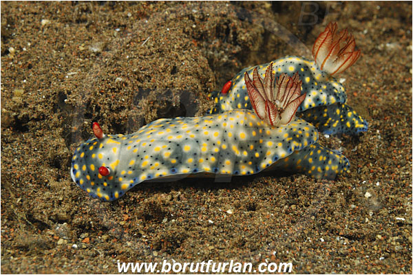 Tulamben, Bali, Indonesia, Hypselodoris obscura, Hypselodoris, Chromodorididae, Blue Nudibranch, Obscure Nudibranch, Nudibranch, Sea slug, Gastropoda, Mollusca, Mollusc