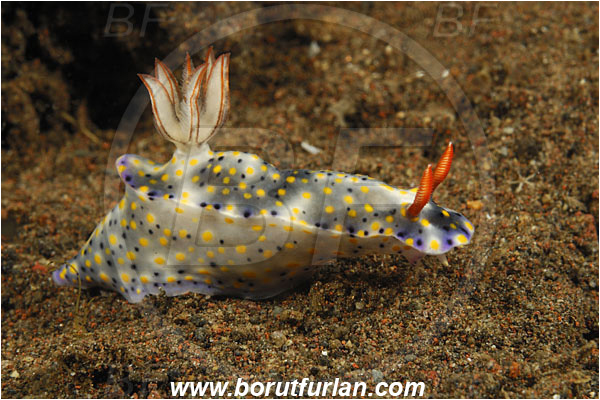 Tulamben, Bali, Indonesia, Hypselodoris obscura, Hypselodoris, Chromodorididae, Blue Nudibranch, Obscure Nudibranch, Nudibranch, Sea slug, Gastropoda, Mollusca, Mollusc