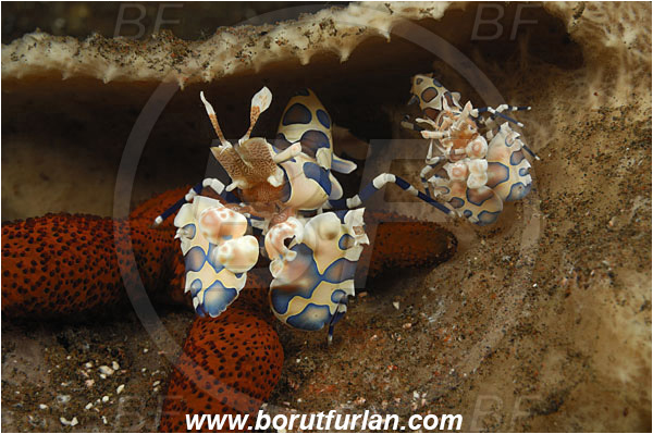 Tulamben, Bali, Indonesia, Hymenocera picta, Hymenocera, Palaemonidae, Harlequin Shrimp, Shrimp, Decapoda, Crustacea, Crustacean