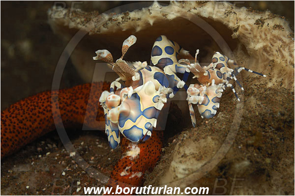 Tulamben, Bali, Indonesia, Hymenocera picta, Hymenocera, Palaemonidae, Harlequin Shrimp, Shrimp, Decapoda, Crustacea, Crustacean