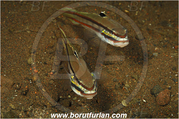 Tulamben, Bali, Indonesia, Valenciennea helsdingenii, Valenciennea, Gobiidae, Twostripe goby, Goby, Fish