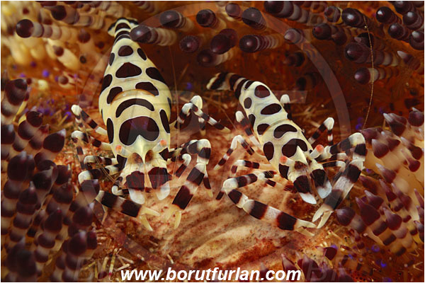 Tulamben, Bali, Indonesia, Periclimenes colemani, Periclimenes, Palaemonidae, Decapoda, Coleman