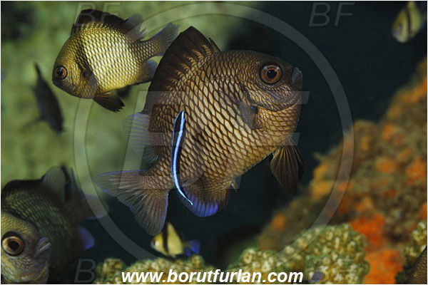 Tulamben, Bali, Indonesia, Dascyllus reticulatus, Dascyllus, Pomacentridae, Reticulated Damselfish, Damselfish, Fish, Labroides dimidiatus, Labroides, Labridae, Bluestreak cleaner wrasse, Common cleaner wrasse, Cleaner wrasse, Wrasse, Cleaning