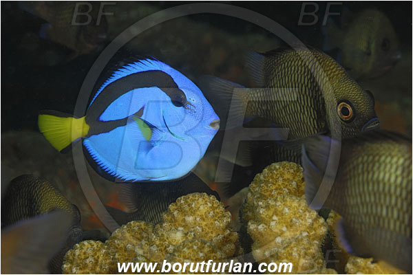 Tulamben, Bali, Indonesia, Paracanthurus hepatus, Paracanthurus, Acanthuridae, Blue Tang, Blue Surgeonfish, Surgeonfish, Fish