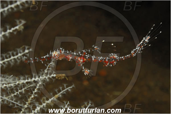 Tulamben, Bali, Indonesia, Solenostomus paradoxus, Solenostomus, Solenostomidae, Harlequin Ghost Pipefish, Ornate Ghost Pipefish, Fish, Juvenile