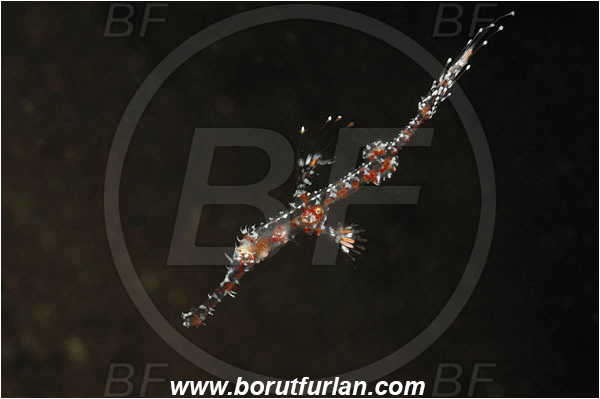 Tulamben, Bali, Indonesia, Solenostomus paradoxus, Solenostomus, Solenostomidae, Harlequin Ghost Pipefish, Ornate Ghost Pipefish, Fish, Juvenile