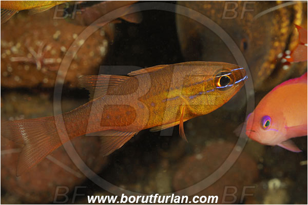 Tulamben, Bali, Indonesia, Apogonidae, Cardinalfish, Fish, Unidentified