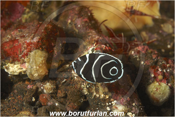 Tulamben, Bali, Indonesia, Pomacanthus imperator, Pomacanthus, Emperor Angelfish, Angelfish, Pomacanthidae, Fish, Juvenile