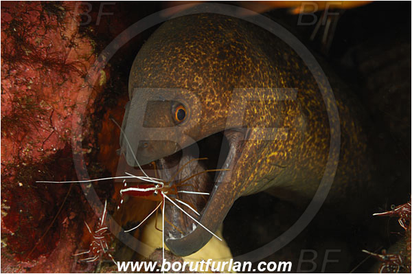 Tulamben, Bali, Indonesia, Gymnothorax flavimarginatus, Gymnothorax, Muraenidae, Yellowmargin Moray, Yellow-edged Moray, Moray, Fish, Portrait, Lysmata amboinensis, Lysmata, Lysmatidae, Decapoda, Scarlet Skunk Cleaner Shrimp, Skunk Cleaner Shrimp, Shrimp, Crustacea, Crustacean, Cleaning