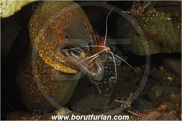 Tulamben, Bali, Indonesia, Gymnothorax flavimarginatus, Gymnothorax, Muraenidae, Yellowmargin Moray, Yellow-edged Moray, Moray, Fish, Portrait, Lysmata amboinensis, Lysmata, Lysmatidae, Decapoda, Scarlet Skunk Cleaner Shrimp, Skunk Cleaner Shrimp, Shrimp, Crustacea, Crustacean, Cleaning